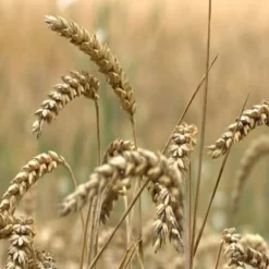 Olio di germe di grano